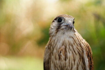 Close-up of a Burung Alap-alap kawah (Falco peregrinus) muda atau Kestrel (Falco sp.) with sharp beak and talons gripping prey. The raptor's feathers and intense eyes are captured.
