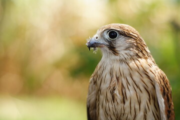 Close-up of a Burung Alap-alap kawah (Falco peregrinus) muda atau Kestrel (Falco sp.) with sharp beak and talons gripping prey. The raptor's feathers and intense eyes are captured.