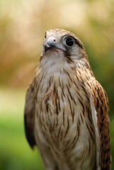 Close-up of a Burung Alap-alap kawah (Falco peregrinus) muda atau Kestrel (Falco sp.) with sharp beak and talons gripping prey. The raptor's feathers and intense eyes are captured.