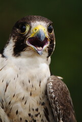 Close-up of a falcon with sharp eyes and detailed feathers, captured with a blurred natural background. Perfect wildlife portrait showing strength and elegance.