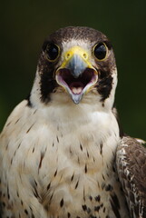 Close-up of a falcon with sharp eyes and detailed feathers, captured with a blurred natural background. Perfect wildlife portrait showing strength and elegance.