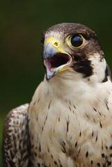 Close-up of a falcon with sharp eyes and detailed feathers, captured with a blurred natural background. Perfect wildlife portrait showing strength and elegance.