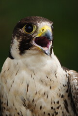 Close-up of a falcon with sharp eyes and detailed feathers, captured with a blurred natural background. Perfect wildlife portrait showing strength and elegance.