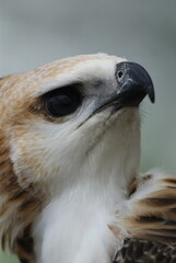 Side profile of a Changeable Hawk-Eagle (Nisaetus cirrhatus) in bright morph, showing detailed...