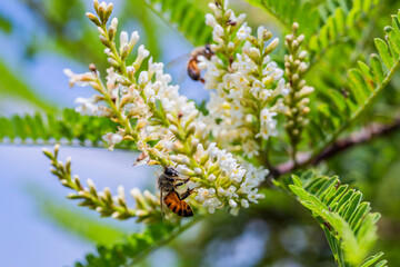 Abejas en Palo azul (Eysenhardtia polystachya)