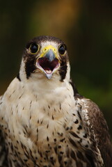 Close-up of a falcon with sharp eyes and detailed feathers, captured with a blurred natural background. Perfect wildlife portrait showing strength and elegance.