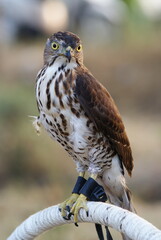 Portrait of a hawk with piercing yellow eyes and spotted chest feathers, symbolizing strength and precision in the wild.