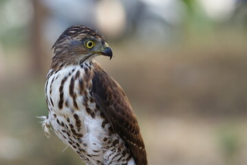 Portrait of a hawk with piercing yellow eyes and spotted chest feathers, symbolizing strength and precision in the wild.