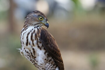 Portrait of a hawk with piercing yellow eyes and spotted chest feathers, symbolizing strength and precision in the wild.