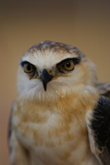 A stunning Black-winged Kite with sharp yellow eyes and striking black-and-white feathers, captured in natural habitat