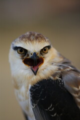 A stunning Black-winged Kite with sharp yellow eyes and striking black-and-white feathers, captured in natural habitat