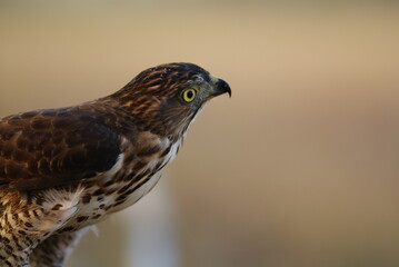 Portrait of a hawk with piercing yellow eyes and spotted chest feathers, symbolizing strength and precision in the wild.