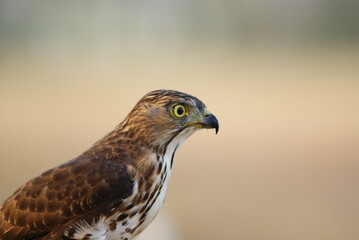 Portrait of a hawk with piercing yellow eyes and spotted chest feathers, symbolizing strength and precision in the wild.