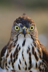 Portrait of a hawk with piercing yellow eyes and spotted chest feathers, symbolizing strength and precision in the wild.