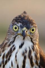 Portrait of a hawk with piercing yellow eyes and spotted chest feathers, symbolizing strength and precision in the wild.