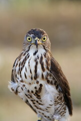 Portrait of a hawk with piercing yellow eyes and spotted chest feathers, symbolizing strength and precision in the wild.
