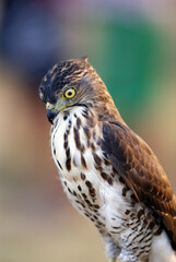 Portrait of a hawk with piercing yellow eyes and spotted chest feathers, symbolizing strength and precision in the wild.