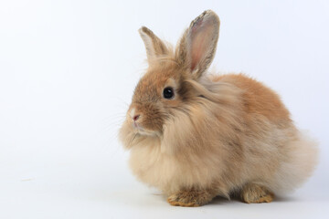 Lovely bunny easter brown rabbit on wooden table. Cute fluffy rabbit on wooden background Lovely mammal with beautiful bright eyes in nature life.Animal concept.
