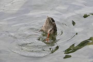 Duck diving underwater with tail up