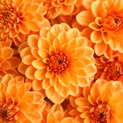 Close-up of many bright orange flowers