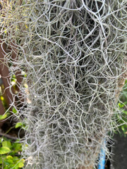 close up view of green Spanish moss plant in the garden. natural background