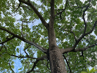 tree branches, flora in foliage