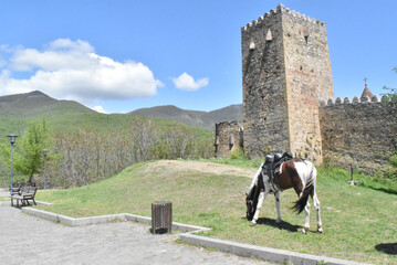 horse