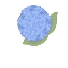 Hydrangea