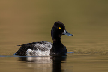 Lesser Scaup