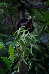 plant in garden