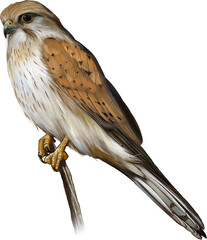 Nankeen kestrel (Falco cenchroides) perched on a fence post in open Australian grassland, displaying its rufous plumage and keen hunting gaze.