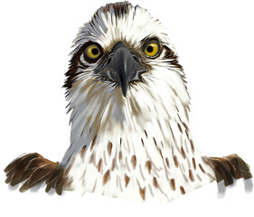 Osprey (Pandion haliaetus) soaring above freshwater lakes and rivers worldwide, renowned for its fishing prowess and distinctive white underparts.

