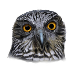 Powerful owl (Ninox strenua), Australia’s largest owl, perched silently in dense forest, with striking yellow eyes and mottled brown feathers.

