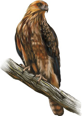 Red goshawk (Erythrotriorchis radiatus) perched high in Australian forest canopy, a rare and powerful raptor with reddish-brown plumage and keen eyes.