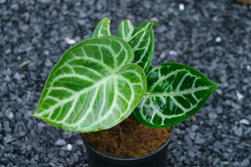 plant in garden