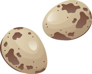 vector illustration of a pair of quail eggs