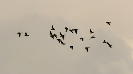 flock of birds flying in the sky