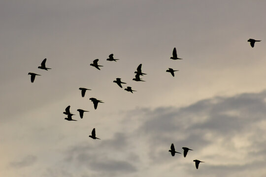 flock of birds flying in the sky