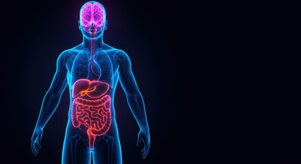 Human Anatomy Digestive System and Brain 3D Model Visualization