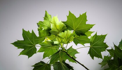 maple holly or maple sycamore or maple platanolistny lat acer platanoides a species of the genus maple acerfamily sapindaceae