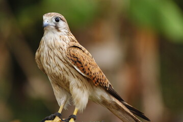 Close-up of a falcon with sharp eyes and detailed feathers, captured with a blurred natural background. Perfect wildlife portrait showing strength and elegance.