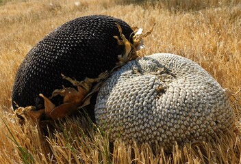 Two Sunflower Heads on a Summer Day
