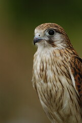 Close-up of a falcon with sharp eyes and detailed feathers, captured with a blurred natural background. Perfect wildlife portrait showing strength and elegance.