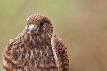 Close-up of a bird of prey (hawk/falcon type) with brown feathers and open beak, showing detail of plumage.