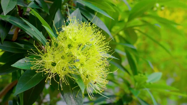 Xanthostemon chrysanthus