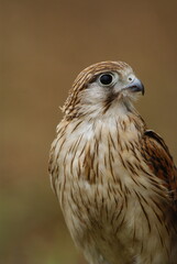 Close-up of a falcon with sharp eyes and detailed feathers, captured with a blurred natural background. Perfect wildlife portrait showing strength and elegance.