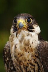 Close-up of a falcon with sharp eyes and detailed feathers, captured with a blurred natural background. Perfect wildlife portrait showing strength and elegance.
