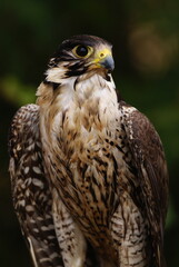 Close-up of a falcon with sharp eyes and detailed feathers, captured with a blurred natural background. Perfect wildlife portrait showing strength and elegance.