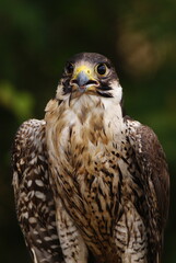 Close-up of a falcon with sharp eyes and detailed feathers, captured with a blurred natural background. Perfect wildlife portrait showing strength and elegance.