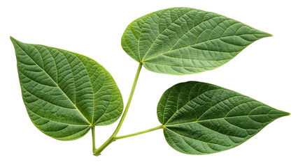 Green bean leaves isolated on transparent background